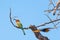 Close-up of a cute colorful Bee Eater perched on Acacia tree branch. Telephoto view, clear blue sky. Mapungubwe National Park, Sou