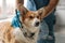 Close-up of cute corgi dog with protective collar around neck