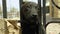 Close-up of a cute cuddly black puppy poking his head through the bars of a black lattice. Selective focus. A beautiful