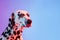 Close-up cute Dalmatian isolated on gradient pink blue background in neon light.