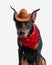 close up of cute dobermann wearing cowboy hat
