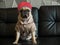 Close-up cute dog pug bored with Hip Hop hat on black sofa in room look out side , tongue pacifier mouth with gray shirt.