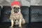 Close-up cute dog pug bored with Hip Hop hat on black sofa in room look out side , tongue pacifier mouth with gray shirt (