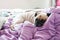 Close-up cute dog Pug puppy resting on her bed and open eye.