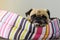 Close-up cute dog Pug puppy resting on her bed and watching to camera