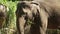 Close-up of a cute elephant eating green grass and shaking its ears while enjoying warm summer sunshine on tropical