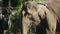 Close-up of a cute elephant eating green grass and shaking its ears while enjoying warm summer sunshine on tropical