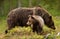 Close up of a cute Eurasian Brown bear cub with a bear mama