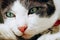 Close up cute face cat background, The cat is spellbound