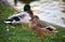 Close-up of a cute family pair of wild ducks on the shore of the lake