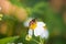 Close up cute flower flies on a Daisy flower