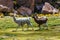 Close up of cute and funny Alpacas kept in herds that graze on the level heights of the Andes of Bolivia