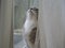 Close up cute funny gray Somali cat sad looking up before window