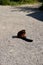 Close up of a cute furry lesser panda or red panda on the ground on a sunny day