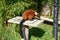 Close up of a cute furry lesser panda or red panda on a small white table  on a sunny day