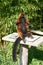 Close up of a cute furry lesser panda or red panda on a small white table  on a sunny day