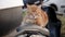 Close up cute ginger cat sleep on seat of motorcycle or moped on street. Sleeping kitten in car parking in nature