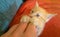 CLOSE UP: Cute ginger tabby cat nibbles on girls fingers while lying on couch