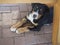 close up cute greater swiss mountain dog puppy portrait lyingunder garden wooden table, sad look, selective focus