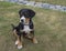 Close up cute greater swiss mountain dog puppy portrait sitting