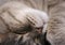 Close-up of cute grey sleeping cat face.