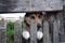 Close-up of a cute guard dog poking his head and paws through a wooden fence and looks away awaiting in a village