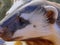Close up of cute honey badger over grass, created using generative ai technology
