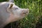 Close up of cute hungry pig eating grass