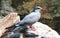 Close up of a cute Inca Tern, a grey bird with white whiskers