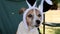 Close-up of cute jack russell terrier dog with funny rabbit ears hat sits in chair. Outdoors