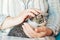 Close up of cute kitty in woman`s hands. Mature woman holding a cat closely to the camera. Indoor. Adorable kitty