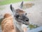 Close up of cute lama head with hope in eyes