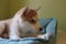 Close up of cute lazy siberian puppy lying and sleep on the floor in the morning