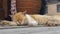 Close up of a cute lazy sleeping cat. Oh those lazy cats! Cat sleeping happily in funny position.