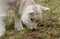 Close-up of a cute little grazing lamb