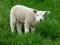 Close-up of a cute little grazing lamb