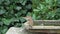 Close up on a cute little sparrow bathing and having fun in a bird bath on a sunny day in summer