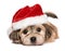 Close up of a cute lying Christmas Havanese puppy dog