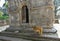 CLOSE UP: Cute macaque with baby on her back in exploring Pashupatinath Temple.