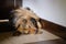 Close-up of cute medium-sized dog sleeping soundly indoors, on the floor, paws and legs curled up, in a corner.