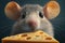 close-up of cute mouse& x27;s whiskers, nose, and eyes while it enjoys a piece of cheese