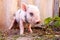 Close-up of a cute muddy piglet