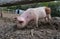 Close-up of a cute muddy piglet