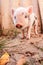 Close-up of a cute muddy piglet running around outdoors on the f