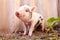 Close-up of a cute muddy piglet running around outdoors on the farm