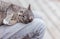 Close-up of the cute muzzle of a gray striped cat in a cozy wicker basket at home