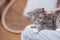 Close-up of the cute muzzle of a gray striped cat in a cozy wicker basket at home