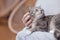 Close-up of the cute muzzle of a gray striped cat in a cozy wicker basket at home