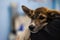 A close-up of a cute muzzle of a homeless mestizo puppy nestled comfortably on the shoulder of a veterinarian. The