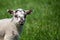 Close up of cute new born lamb in Spring in countryside